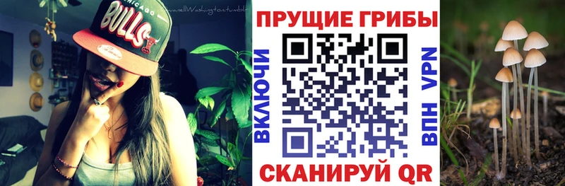 Купить  Будённовск  Псилоцибиновые грибы Psilocybe 